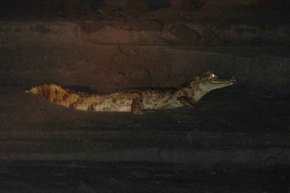 Caiman - Puerto Maldonado - Perú 1.jpg